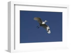 Great Egret (Ardea Alba) in Beeding Plumage, in Flight, Osceola County, Florida, USA-Lynn M^ Stone-Framed Photographic Print