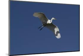 Great Egret (Ardea Alba) in Beeding Plumage, in Flight, Osceola County, Florida, USA-Lynn M^ Stone-Mounted Photographic Print