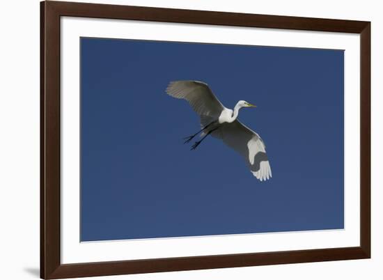 Great Egret (Ardea Alba) in Beeding Plumage, in Flight, Osceola County, Florida, USA-Lynn M^ Stone-Framed Photographic Print