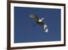 Great Egret (Ardea Alba) in Beeding Plumage, in Flight, Osceola County, Florida, USA-Lynn M^ Stone-Framed Photographic Print