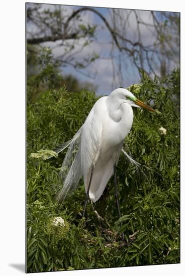 Great Egret (Ardea Alba) in Breeding Plumage, Osceola County, Florida, USA-Lynn M^ Stone-Mounted Premium Photographic Print