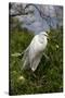 Great Egret (Ardea Alba) in Breeding Plumage, Osceola County, Florida, USA-Lynn M^ Stone-Stretched Canvas