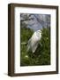 Great Egret (Ardea Alba) in Breeding Plumage, Osceola County, Florida, USA-Lynn M^ Stone-Framed Photographic Print