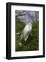 Great Egret (Ardea Alba) in Breeding Plumage, Osceola County, Florida, USA-Lynn M^ Stone-Framed Photographic Print