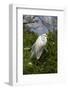 Great Egret (Ardea Alba) in Breeding Plumage, Osceola County, Florida, USA-Lynn M^ Stone-Framed Photographic Print