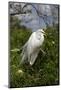 Great Egret (Ardea Alba) in Breeding Plumage, Osceola County, Florida, USA-Lynn M^ Stone-Mounted Photographic Print