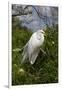 Great Egret (Ardea Alba) in Breeding Plumage, Osceola County, Florida, USA-Lynn M^ Stone-Framed Photographic Print