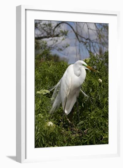 Great Egret (Ardea Alba) in Breeding Plumage, Osceola County, Florida, USA-Lynn M^ Stone-Framed Photographic Print