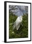 Great Egret (Ardea Alba) in Breeding Plumage, Osceola County, Florida, USA-Lynn M^ Stone-Framed Photographic Print