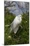 Great Egret (Ardea Alba) in Breeding Plumage, Osceola County, Florida, USA-Lynn M^ Stone-Mounted Photographic Print