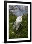 Great Egret (Ardea Alba) in Breeding Plumage, Osceola County, Florida, USA-Lynn M^ Stone-Framed Photographic Print