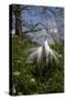 Great Egret (Ardea Alba) in Breeding Plumage-Lynn M^ Stone-Stretched Canvas