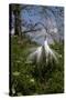 Great Egret (Ardea Alba) in Breeding Plumage-Lynn M^ Stone-Stretched Canvas