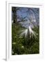 Great Egret (Ardea Alba) in Breeding Plumage-Lynn M^ Stone-Framed Premium Photographic Print