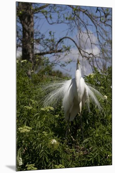 Great Egret (Ardea Alba) in Breeding Plumage-Lynn M^ Stone-Mounted Premium Photographic Print