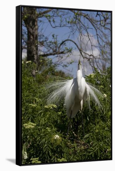 Great Egret (Ardea Alba) in Breeding Plumage-Lynn M^ Stone-Framed Stretched Canvas