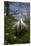 Great Egret (Ardea Alba) in Breeding Plumage-Lynn M^ Stone-Stretched Canvas