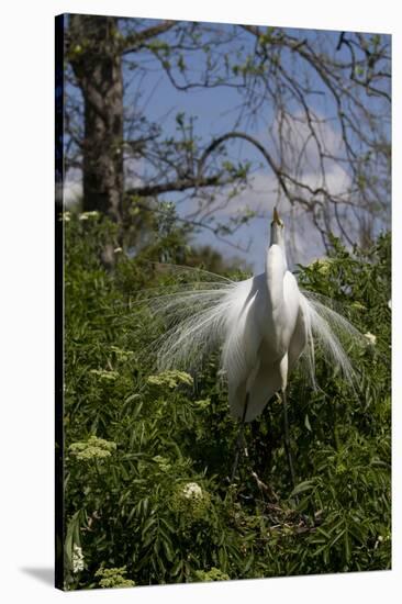 Great Egret (Ardea Alba) in Breeding Plumage-Lynn M^ Stone-Stretched Canvas