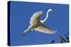 Great Egret (Ardea Alba) in Breeding Plumage-Lynn M^ Stone-Stretched Canvas