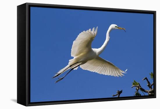 Great Egret (Ardea Alba) in Breeding Plumage-Lynn M^ Stone-Framed Stretched Canvas