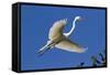 Great Egret (Ardea Alba) in Breeding Plumage-Lynn M^ Stone-Framed Stretched Canvas