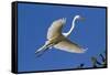 Great Egret (Ardea Alba) in Breeding Plumage-Lynn M^ Stone-Framed Stretched Canvas