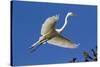 Great Egret (Ardea Alba) in Breeding Plumage-Lynn M^ Stone-Stretched Canvas