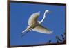 Great Egret (Ardea Alba) in Breeding Plumage-Lynn M^ Stone-Framed Premium Photographic Print