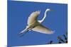 Great Egret (Ardea Alba) in Breeding Plumage-Lynn M^ Stone-Mounted Premium Photographic Print