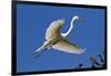 Great Egret (Ardea Alba) in Breeding Plumage-Lynn M^ Stone-Framed Premium Photographic Print