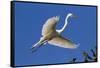 Great Egret (Ardea Alba) in Breeding Plumage-Lynn M^ Stone-Framed Stretched Canvas