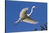 Great Egret (Ardea Alba) in Breeding Plumage-Lynn M^ Stone-Stretched Canvas