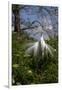 Great Egret (Ardea Alba) in Breeding Plumage-Lynn M^ Stone-Framed Photographic Print