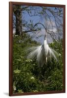 Great Egret (Ardea Alba) in Breeding Plumage-Lynn M^ Stone-Framed Photographic Print