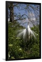 Great Egret (Ardea Alba) in Breeding Plumage-Lynn M^ Stone-Framed Photographic Print