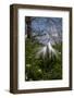 Great Egret (Ardea Alba) in Breeding Plumage-Lynn M^ Stone-Framed Photographic Print