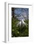 Great Egret (Ardea Alba) in Breeding Plumage-Lynn M^ Stone-Framed Photographic Print