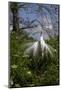 Great Egret (Ardea Alba) in Breeding Plumage-Lynn M^ Stone-Mounted Photographic Print