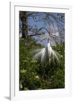 Great Egret (Ardea Alba) in Breeding Plumage-Lynn M^ Stone-Framed Photographic Print