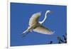 Great Egret (Ardea Alba) in Breeding Plumage-Lynn M^ Stone-Framed Photographic Print