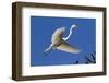 Great Egret (Ardea Alba) in Breeding Plumage-Lynn M^ Stone-Framed Photographic Print