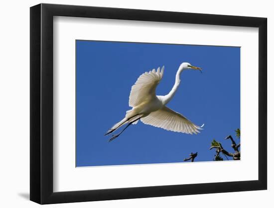 Great Egret (Ardea Alba) in Breeding Plumage-Lynn M^ Stone-Framed Photographic Print