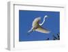 Great Egret (Ardea Alba) in Breeding Plumage-Lynn M^ Stone-Framed Photographic Print