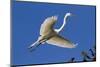 Great Egret (Ardea Alba) in Breeding Plumage-Lynn M^ Stone-Mounted Photographic Print