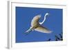 Great Egret (Ardea Alba) in Breeding Plumage-Lynn M^ Stone-Framed Photographic Print