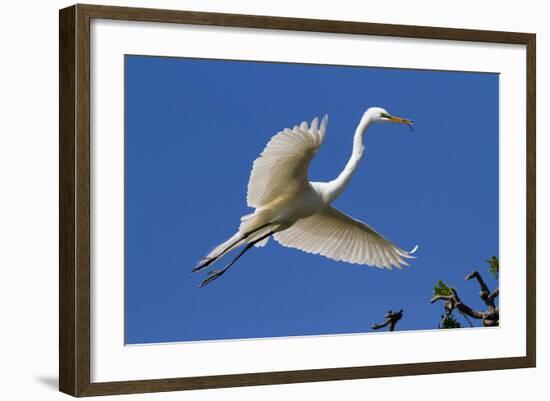 Great Egret (Ardea Alba) in Breeding Plumage-Lynn M^ Stone-Framed Photographic Print