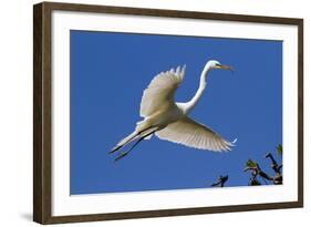 Great Egret (Ardea Alba) in Breeding Plumage-Lynn M^ Stone-Framed Photographic Print