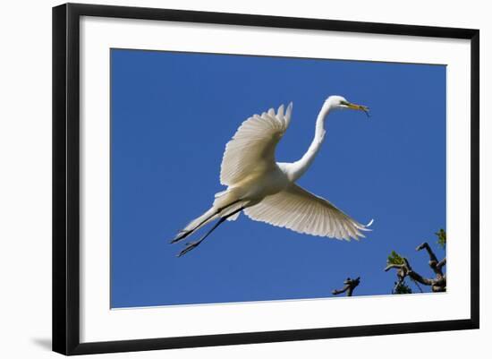 Great Egret (Ardea Alba) in Breeding Plumage-Lynn M^ Stone-Framed Photographic Print