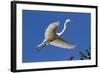 Great Egret (Ardea Alba) in Breeding Plumage-Lynn M^ Stone-Framed Photographic Print