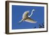 Great Egret (Ardea Alba) in Breeding Plumage-Lynn M^ Stone-Framed Photographic Print